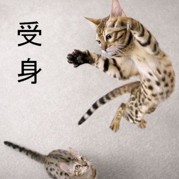 Jump_Attack_Cat