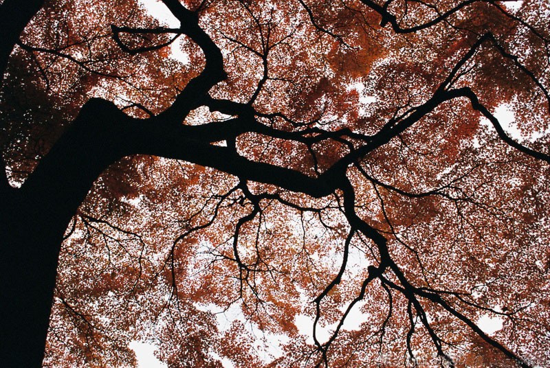 momiji_tree